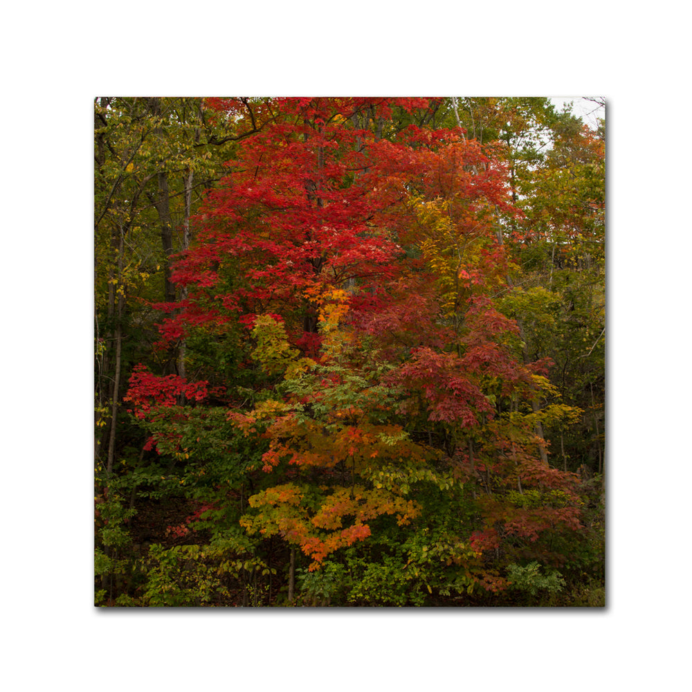 Kurt Shaffer Why I Love Autumn 2 Huge Canvas Art 35 x 35 Image 2