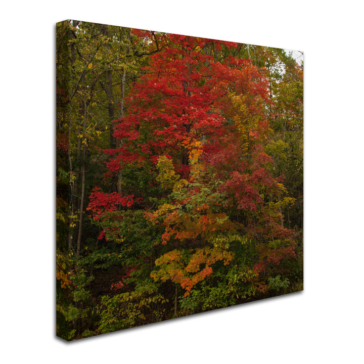 Kurt Shaffer Why I Love Autumn 2 Huge Canvas Art 35 x 35 Image 3