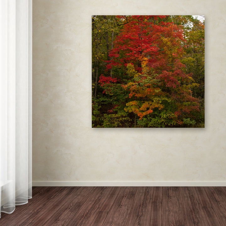 Kurt Shaffer Why I Love Autumn 2 Huge Canvas Art 35 x 35 Image 4