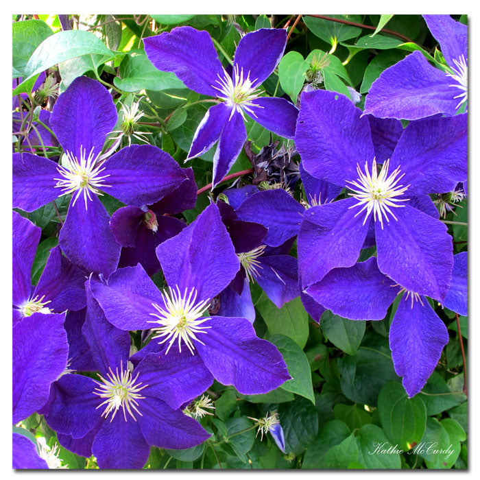 Kathie McCurdy Clematis Huge Canvas Art 35 x 35 Image 1