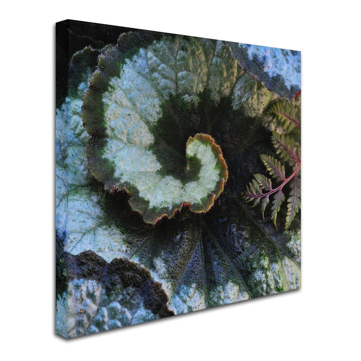 Kurt Shaffer Escargot Begonia and Fern Huge Canvas Art 35 x 35 Image 3