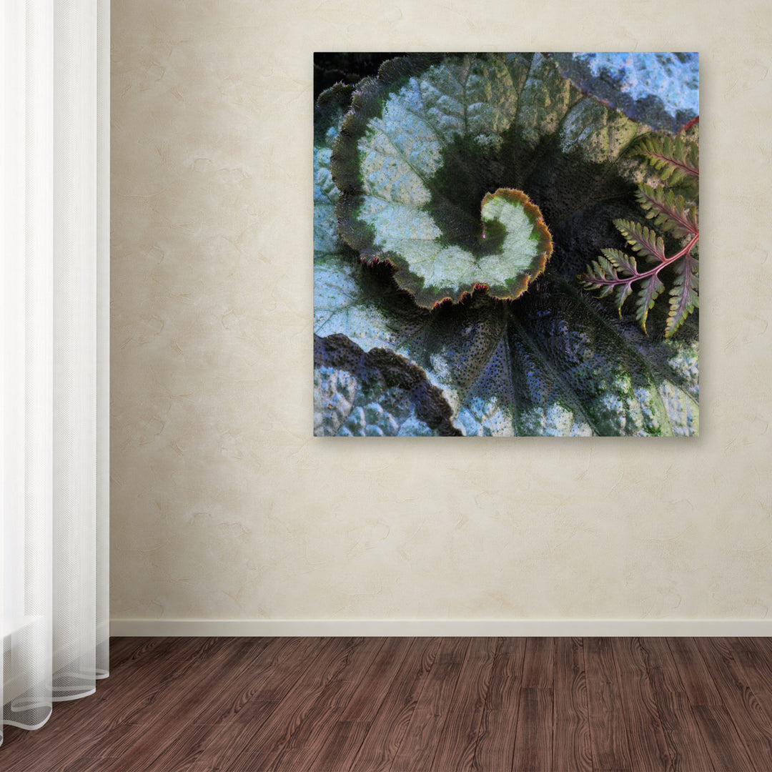 Kurt Shaffer Escargot Begonia and Fern Huge Canvas Art 35 x 35 Image 4