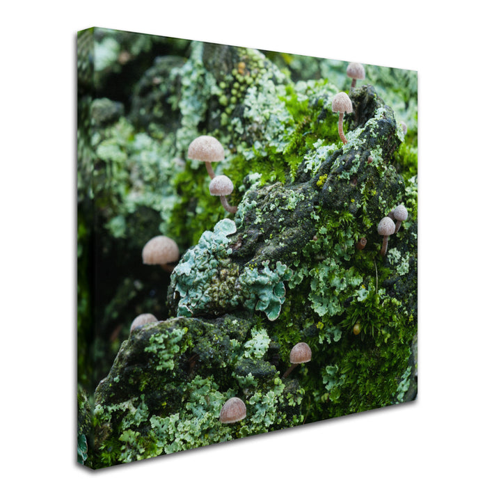 Kurt Shaffer Tiny Mushroom Forest Huge Canvas Art 35 x 35 Image 3