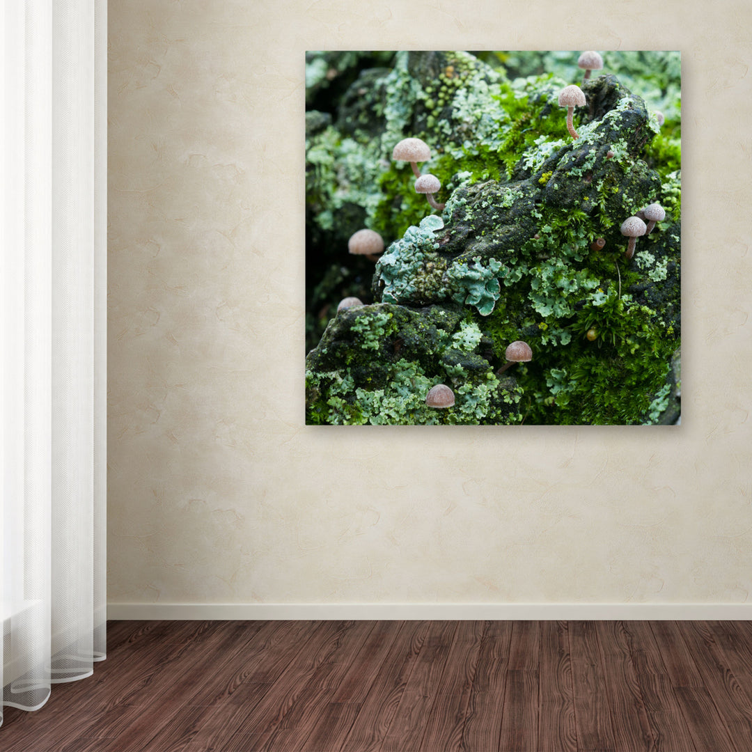 Kurt Shaffer Tiny Mushroom Forest Huge Canvas Art 35 x 35 Image 4