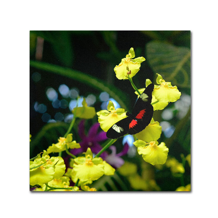 Kurt Shaffer Doris Longwing Butterfly on Orchid Huge Canvas Art 35 x 35 Image 1