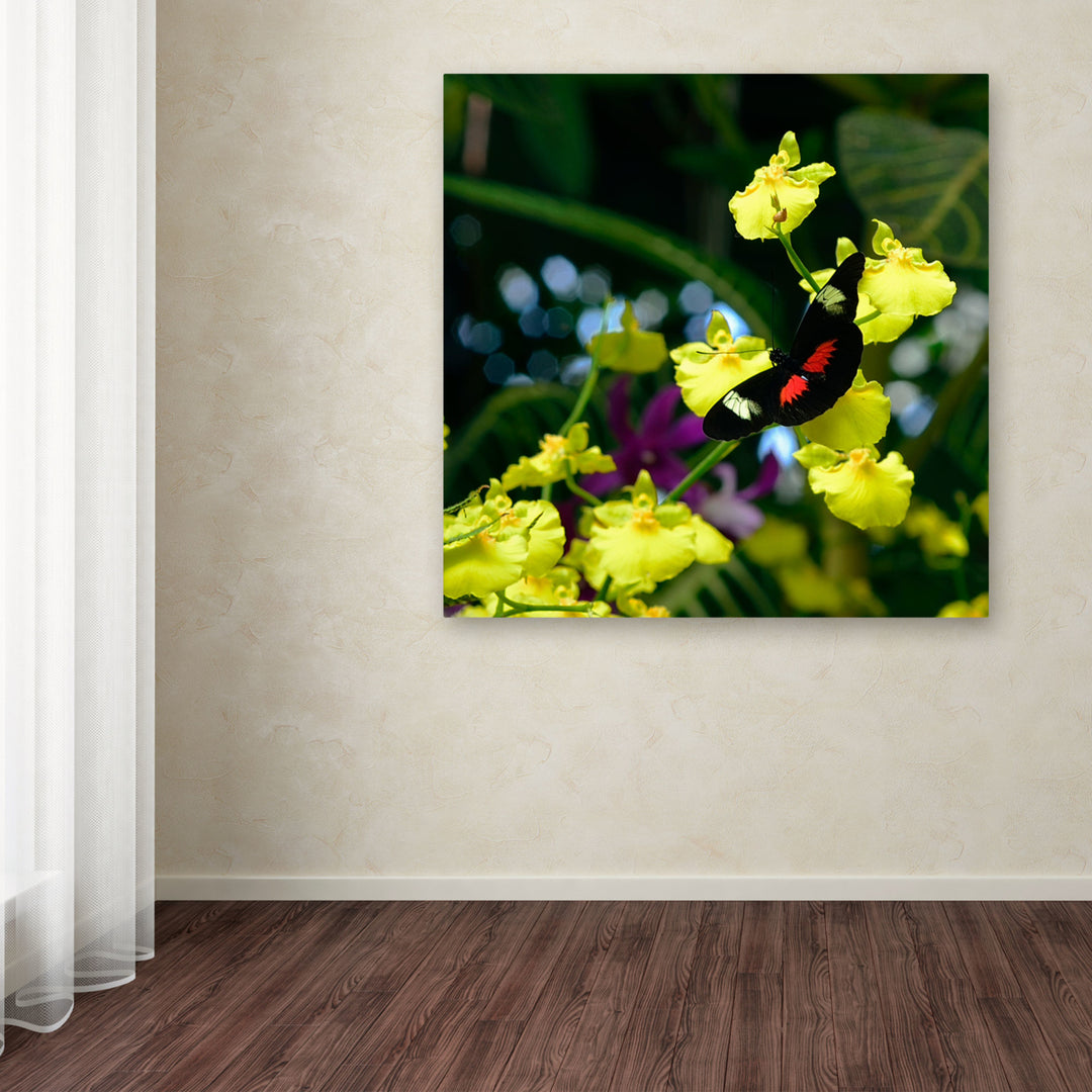 Kurt Shaffer Doris Longwing Butterfly on Orchid Huge Canvas Art 35 x 35 Image 4