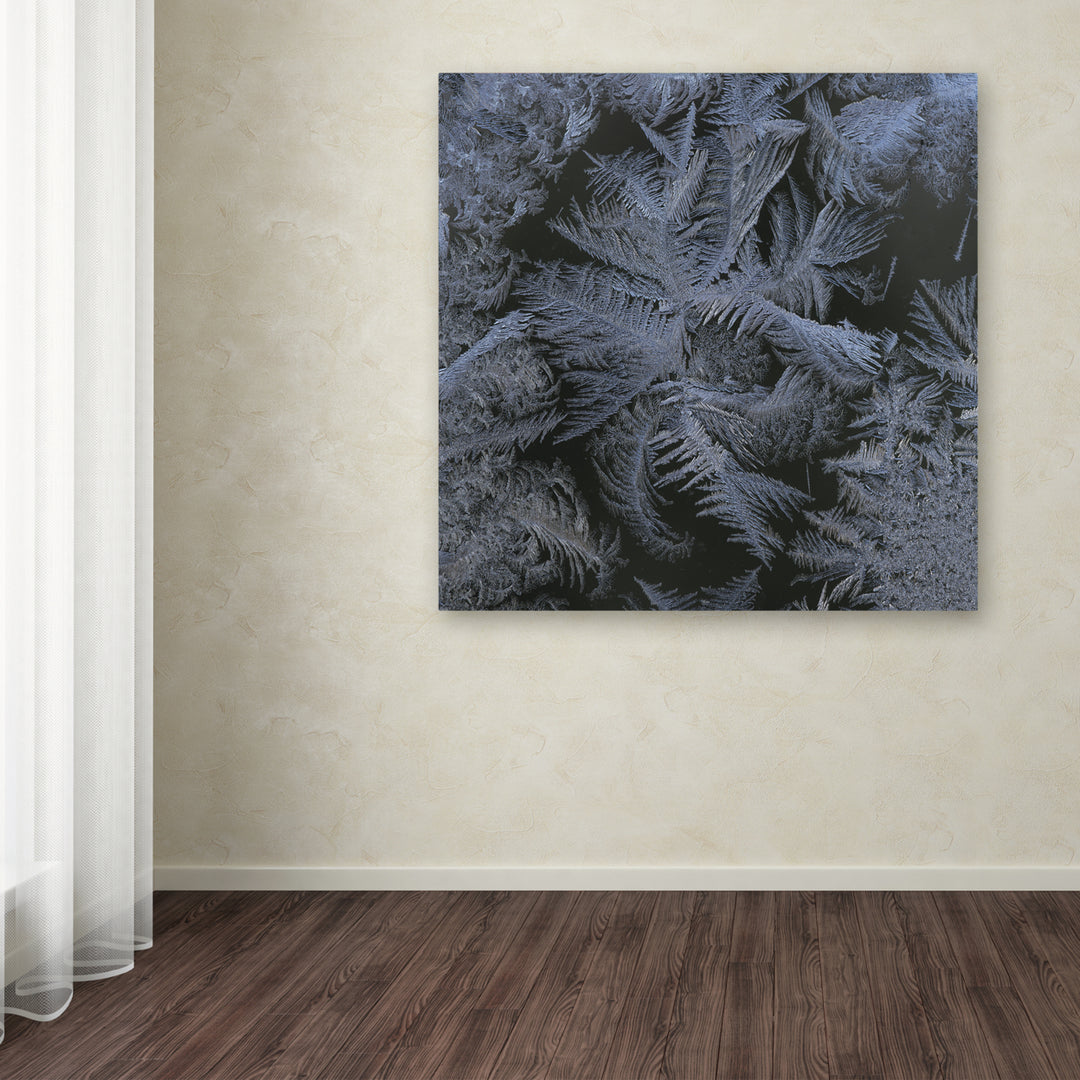 Kurt Shaffer Frost Star Huge Canvas Art 35 x 35 Image 4