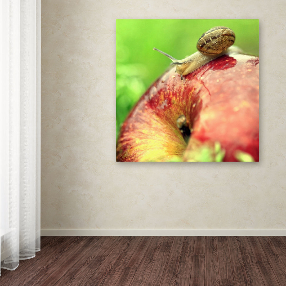 Beata Czyzowska Young The Very Hungry Snail Huge Canvas Art 35 x 35 Image 4