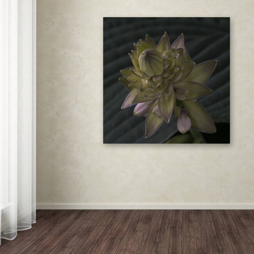 Kurt Shaffer Early Hosta Flower Abstract Huge Canvas Art 35 x 35 Image 4