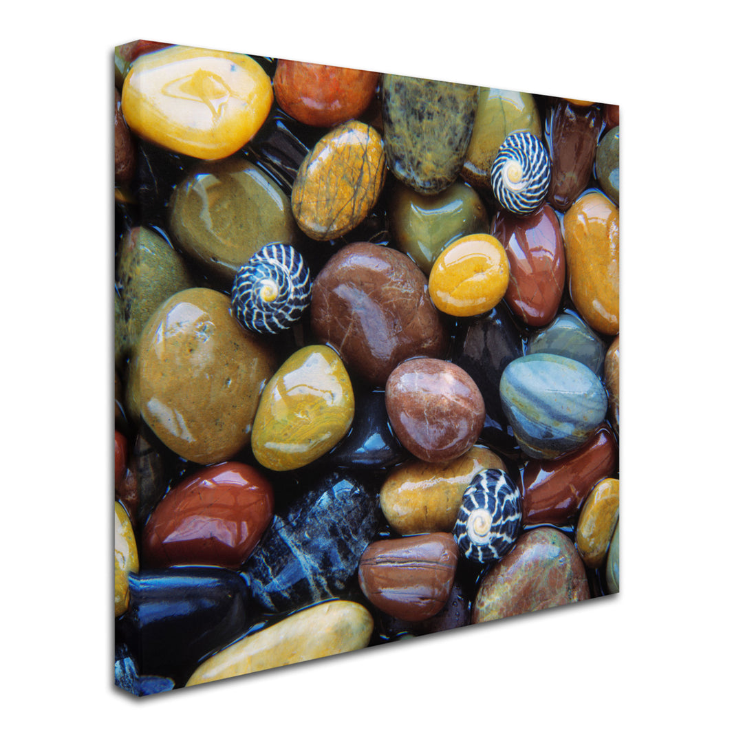 David Evans Shells and Pebbles Huge Canvas Art 35 x 35 Image 3
