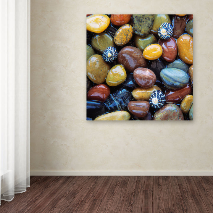 David Evans Shells and Pebbles Huge Canvas Art 35 x 35 Image 4