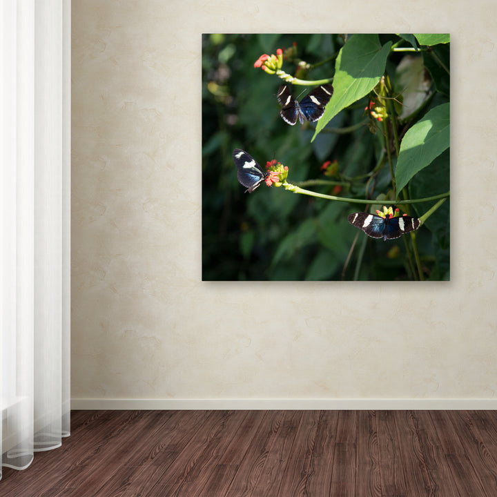 Kurt Shaffer Sara Longwing Butterflies Huge Canvas Art 35 x 35 Image 4