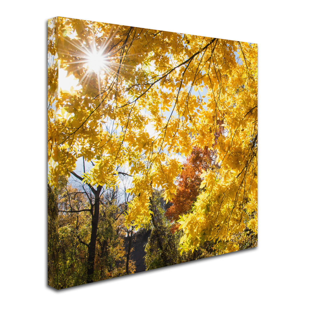 Kurt Shaffer Sunny Happy Autumn Day Huge Canvas Art 35 x 35 Image 3