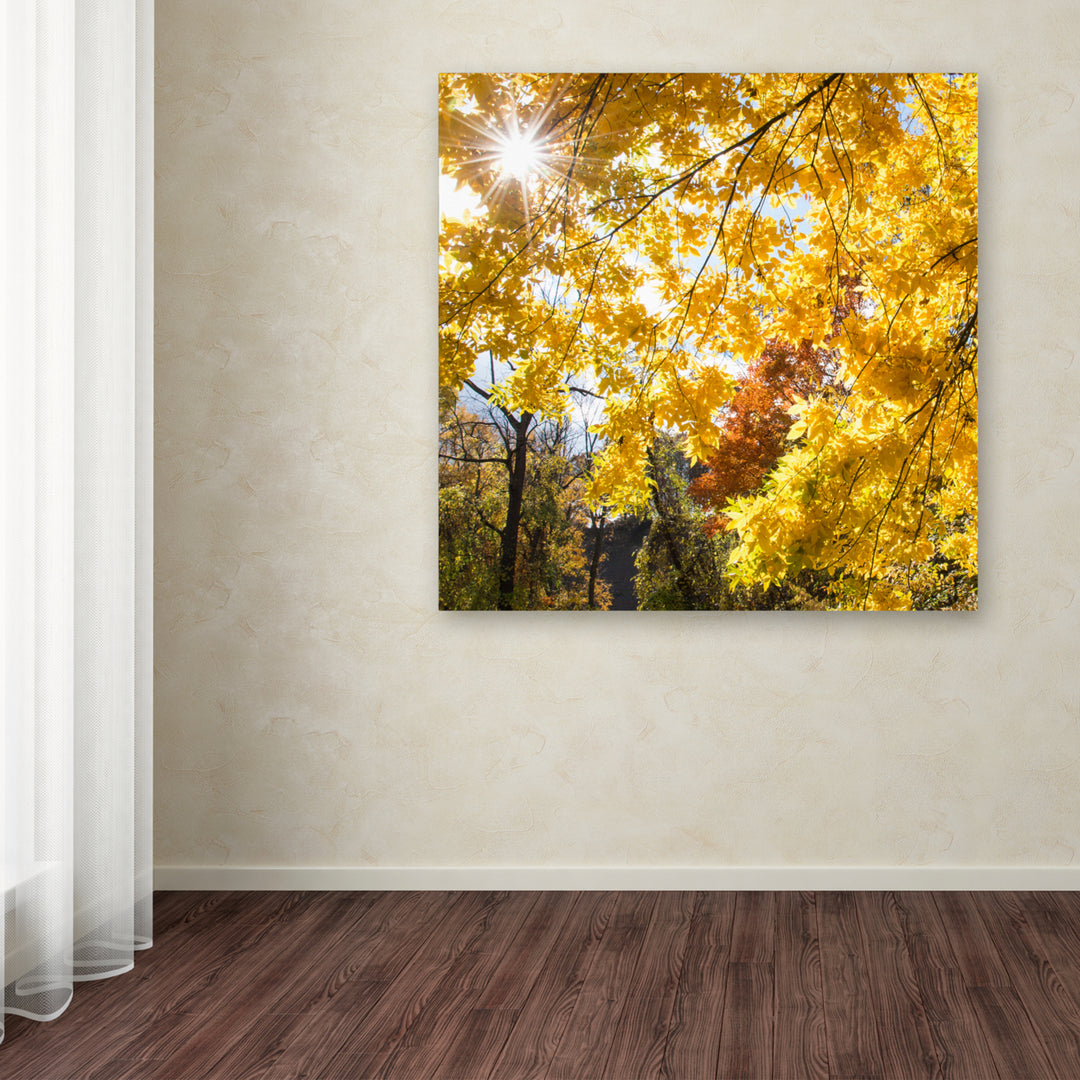 Kurt Shaffer Sunny Happy Autumn Day Huge Canvas Art 35 x 35 Image 4