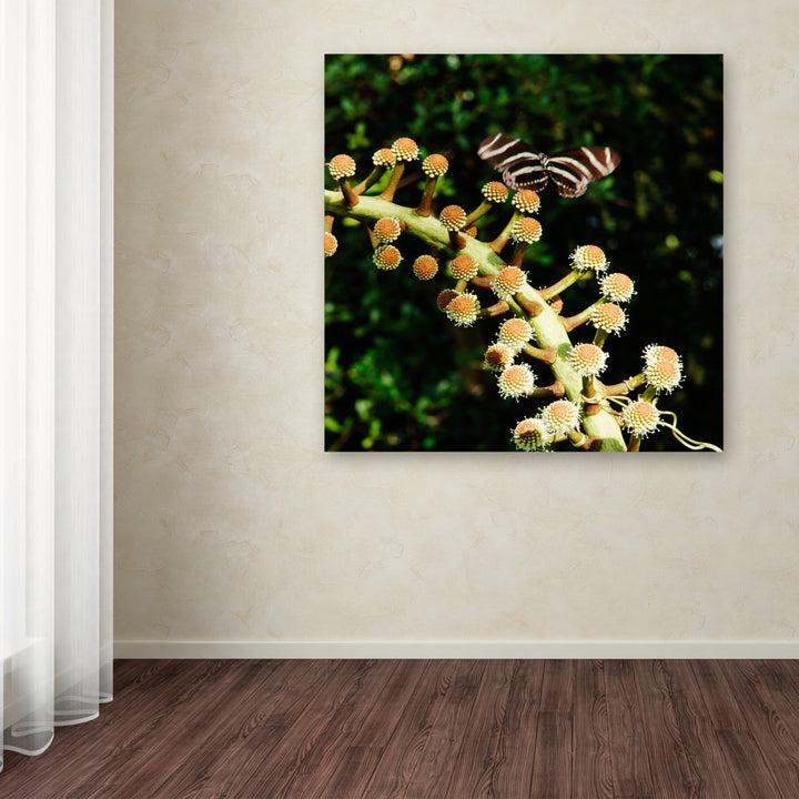 Kurt Shaffer Zebra Longwing Butterfly Huge Canvas Art 35 x 35 Image 4