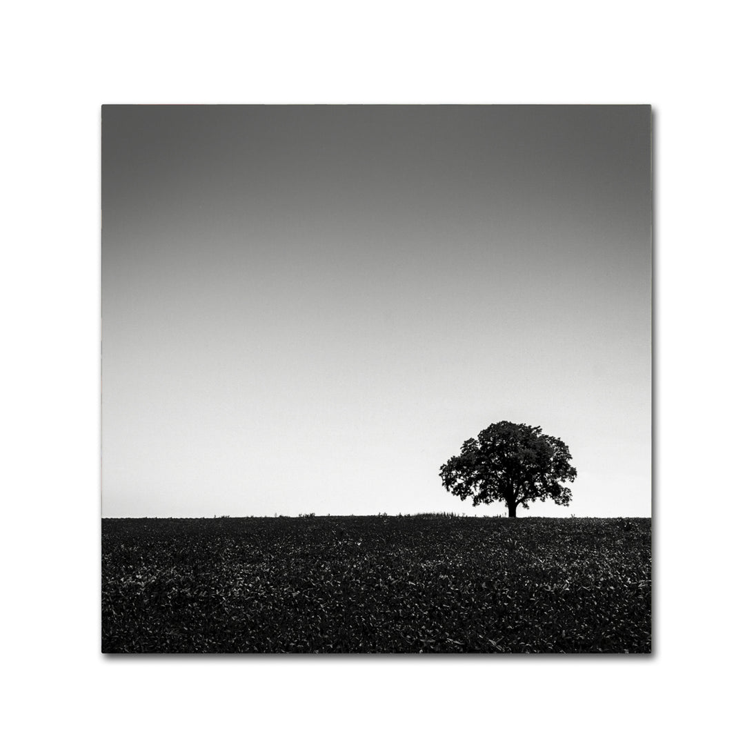 Dave MacVicar One Tree Hill Huge Canvas Art 35 x 35 Image 2