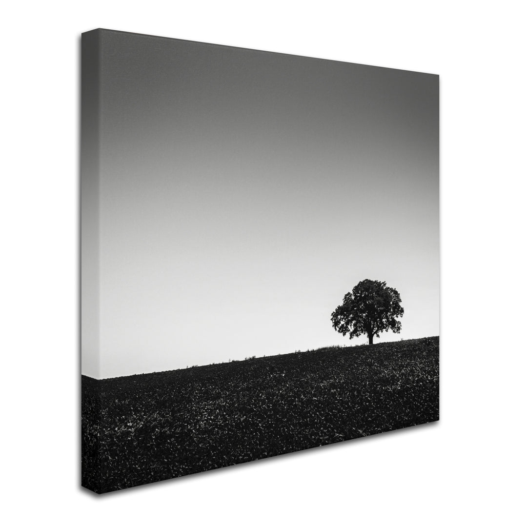 Dave MacVicar One Tree Hill Huge Canvas Art 35 x 35 Image 3