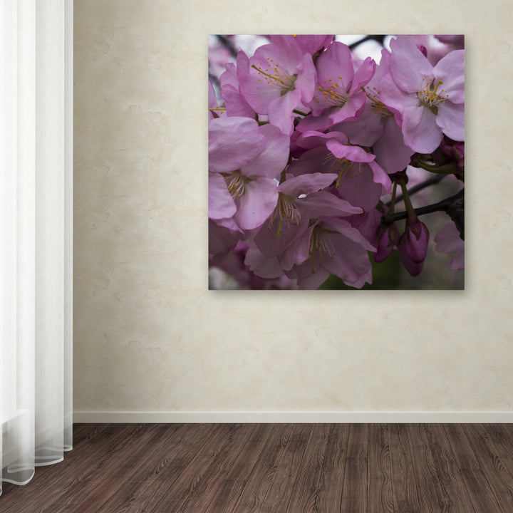 Kurt Shaffer Cherry Blossom Cluster Huge Canvas Art 35 x 35 Image 4