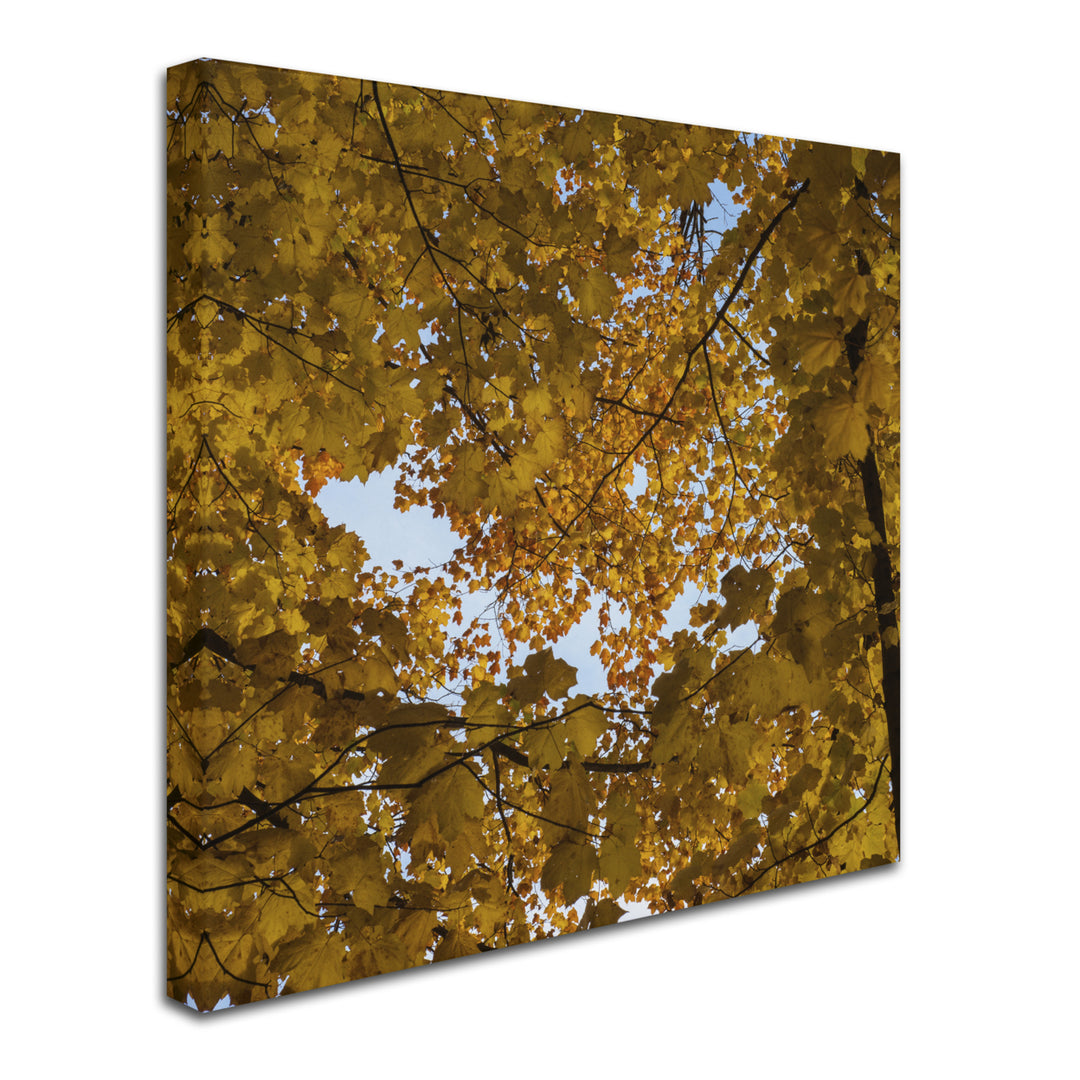 Kurt Shaffer Golden Canopy of Autumn Huge Canvas Art 35 x 35 Image 3