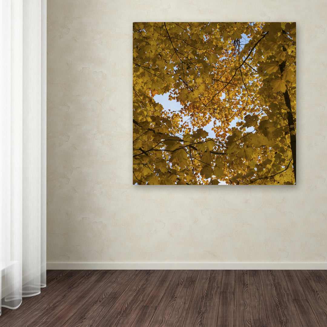 Kurt Shaffer Golden Canopy of Autumn Huge Canvas Art 35 x 35 Image 4