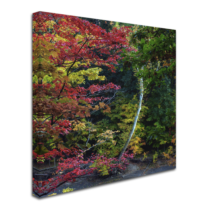 Kurt Shaffer All the Colors of October in Ohio Huge Canvas Art 35 x 35 Image 3