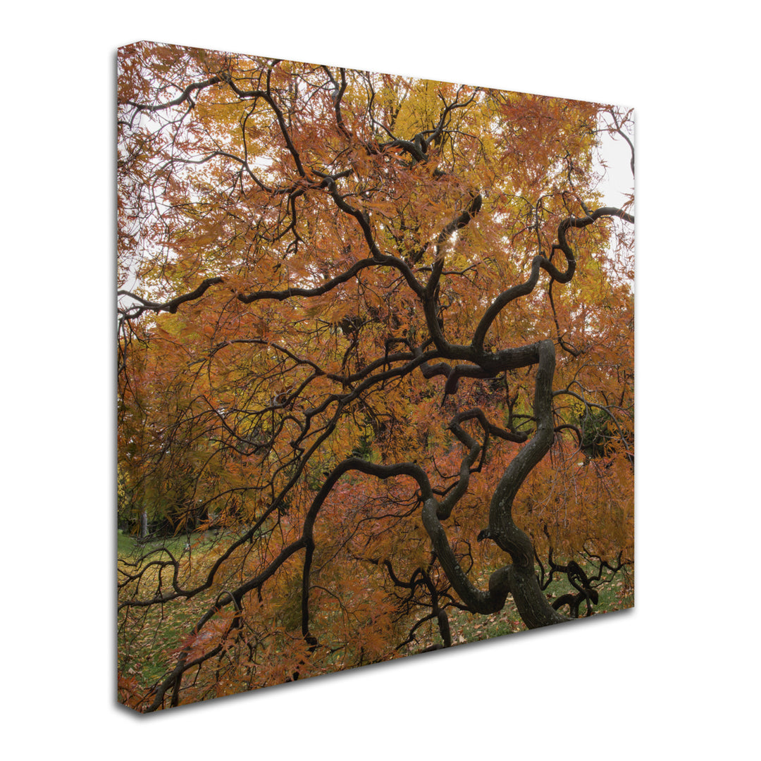 Kurt Shaffer October Japanese Maple Huge Canvas Art 35 x 35 Image 3