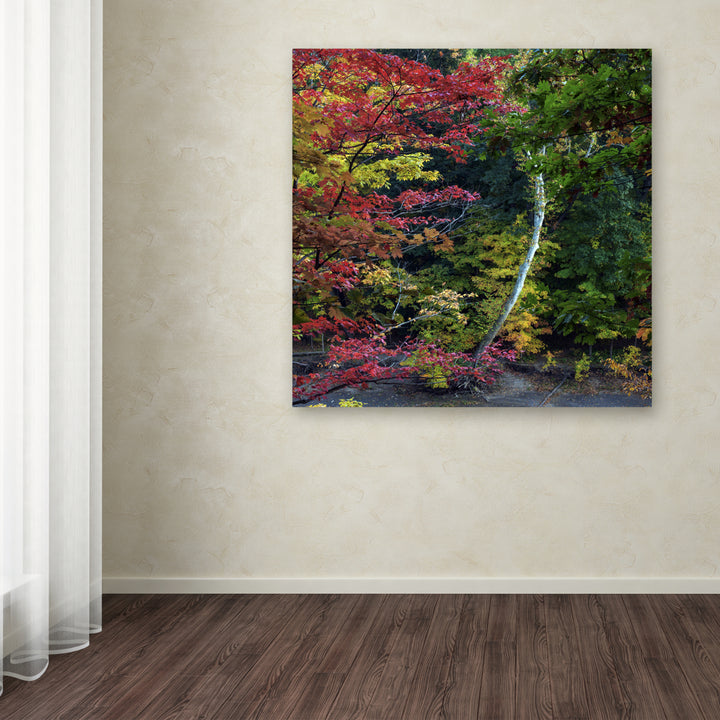 Kurt Shaffer All the Colors of October in Ohio Huge Canvas Art 35 x 35 Image 4