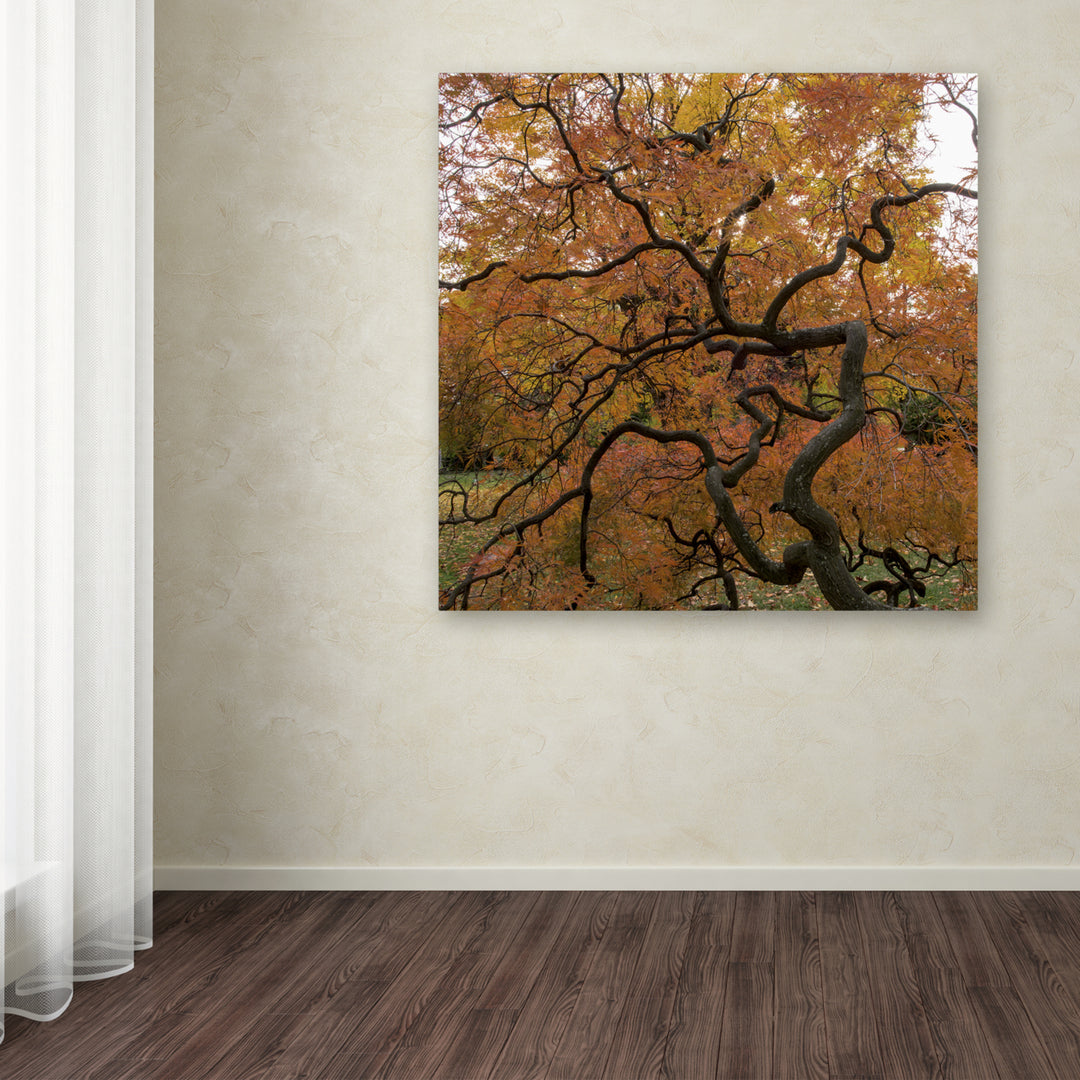 Kurt Shaffer October Japanese Maple Huge Canvas Art 35 x 35 Image 4