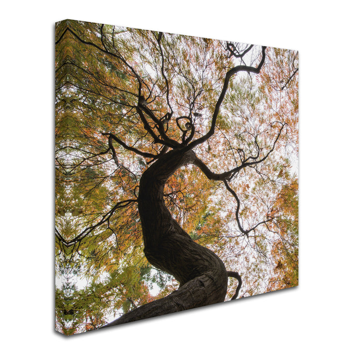 Kurt Shaffer Under a Japanese Maple 2 Huge Canvas Art 35 x 35 Image 3