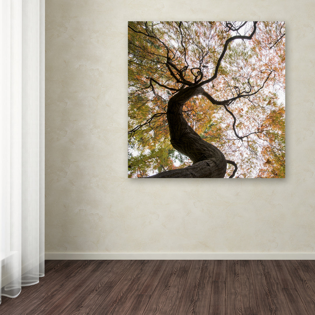Kurt Shaffer Under a Japanese Maple 2 Huge Canvas Art 35 x 35 Image 4