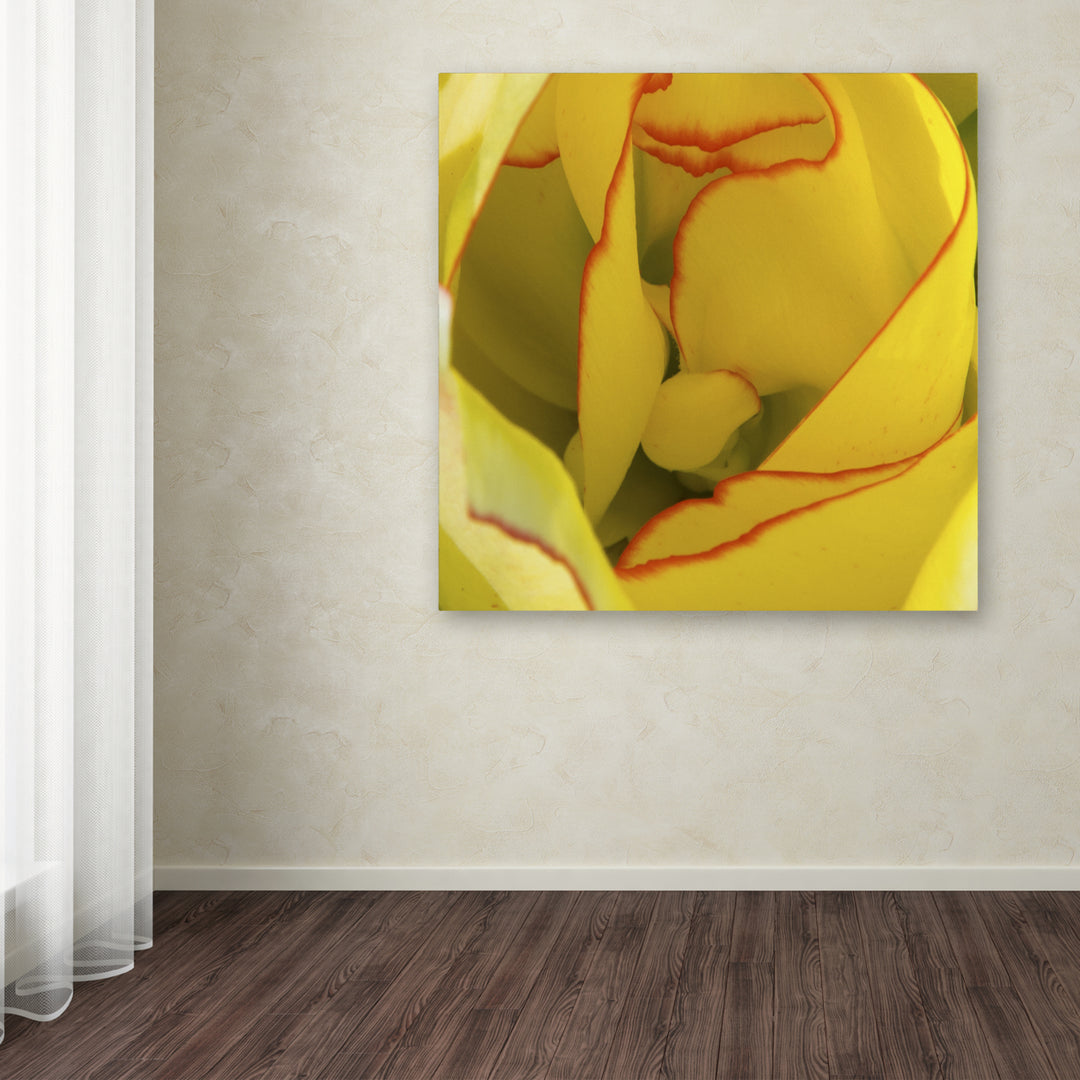 Kurt Shaffer Inside a Beautiful Tulip Huge Canvas Art 35 x 35 Image 4