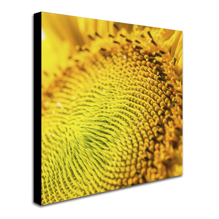 Kurt Shaffer Glistening Sunflower Nectar Huge Canvas Art 35 x 35 Image 3