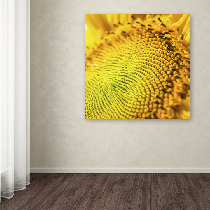 Kurt Shaffer Glistening Sunflower Nectar Huge Canvas Art 35 x 35 Image 4