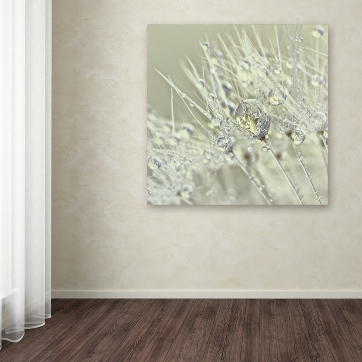 Cora Niele Dandelion Dew III Huge Canvas Art 35 x 35 Image 4