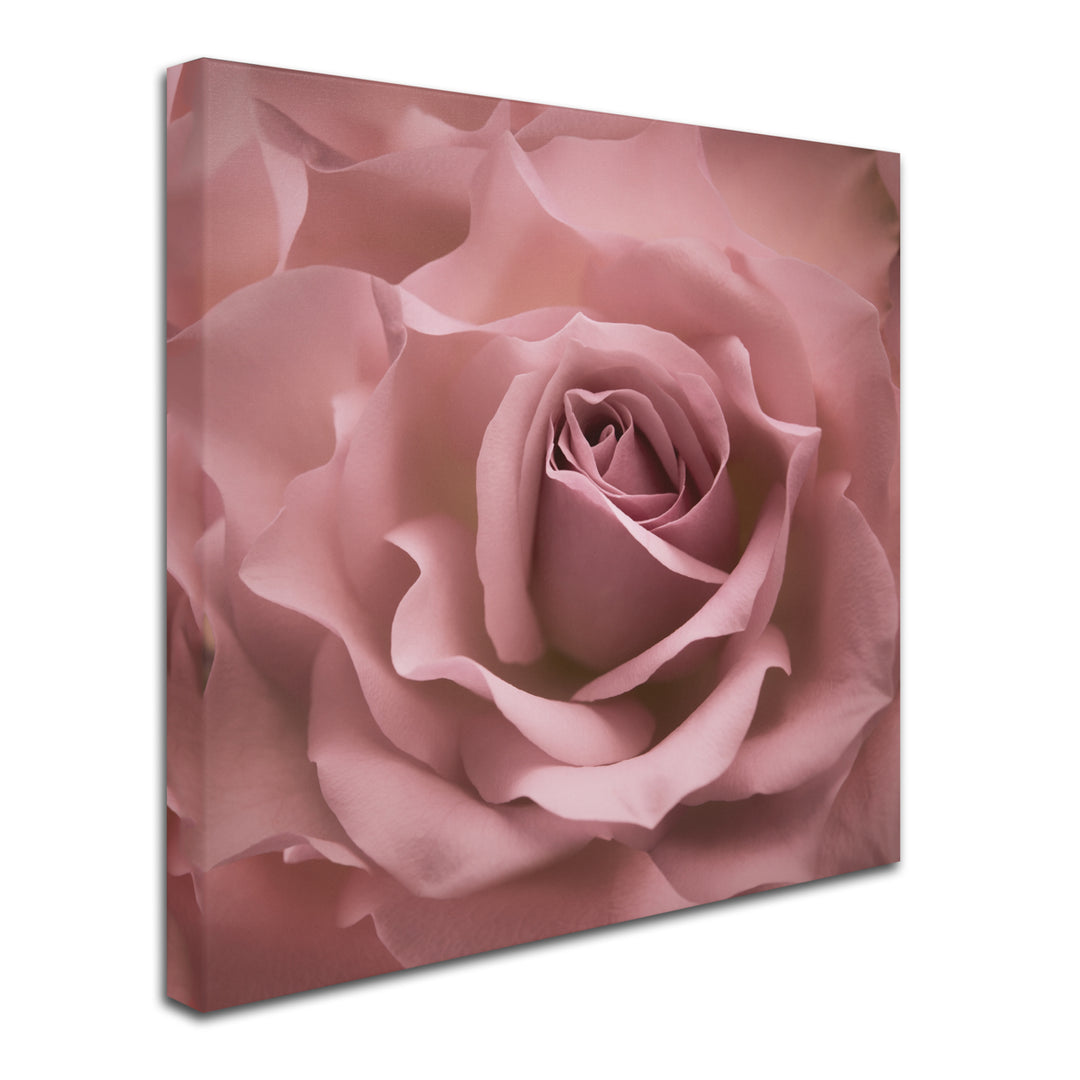 Cora Niele Misty Rose Pink Rose Huge Canvas Art 35 x 35 Image 3