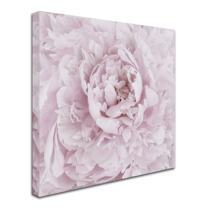 Cora Niele Pink Peony Flower Huge Canvas Art 35 x 35 Image 3