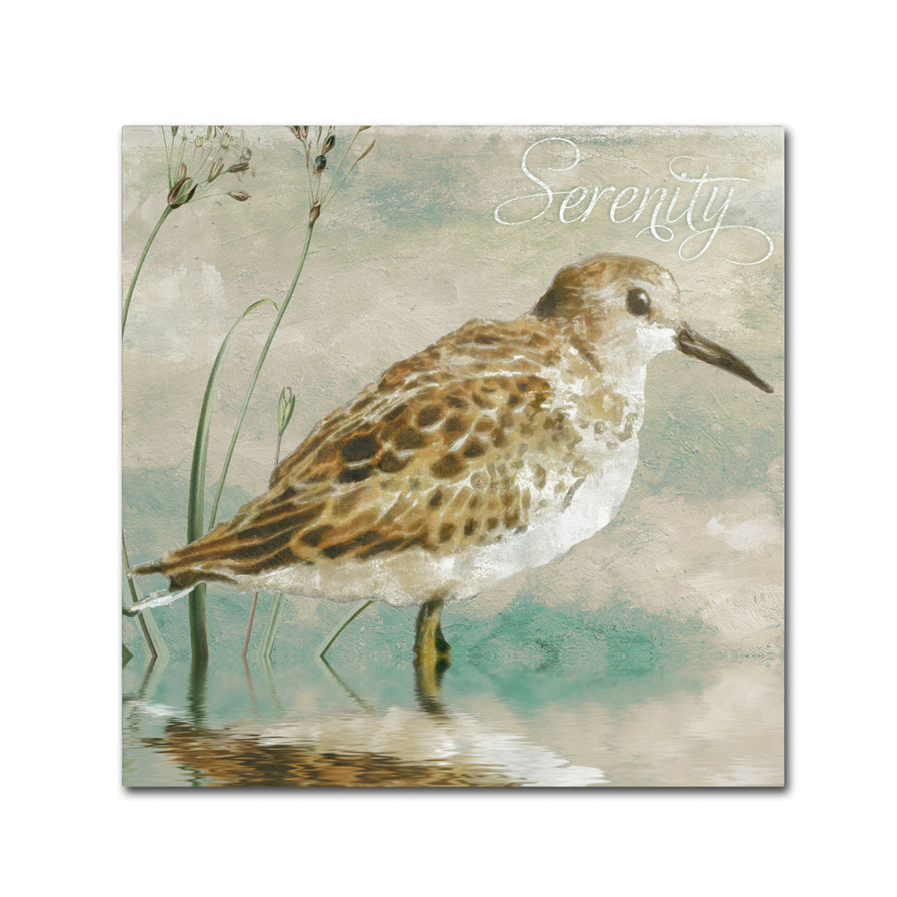 Color Bakery Sand Piper I Huge Canvas Art 35 x 35 Image 2