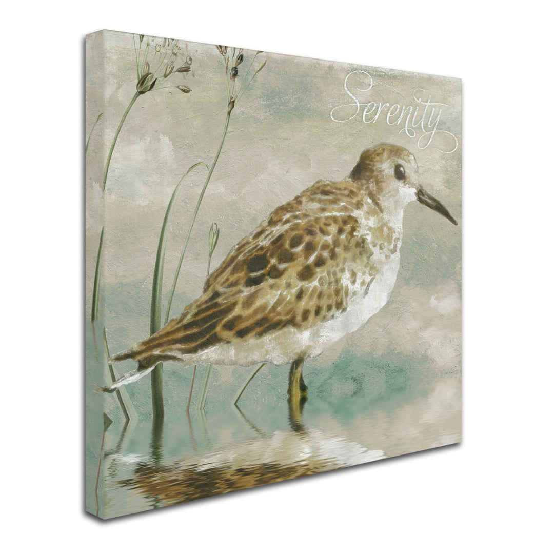 Color Bakery Sand Piper I Huge Canvas Art 35 x 35 Image 3