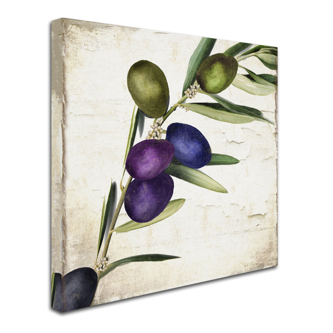 Color Bakery Olive Branch III Huge Canvas Art 35 x 35 Image 3