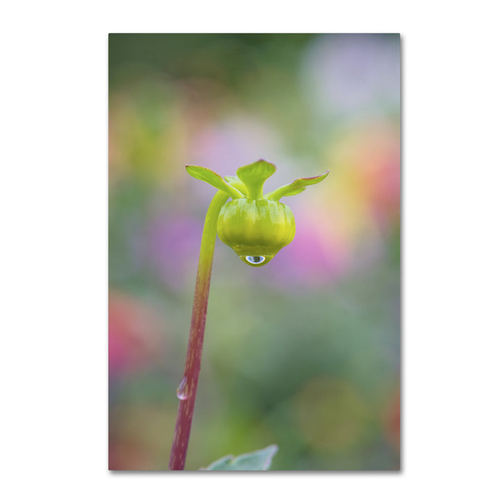 Cora Niele Dahlia Bud Canvas Art 16 x 24 Image 1