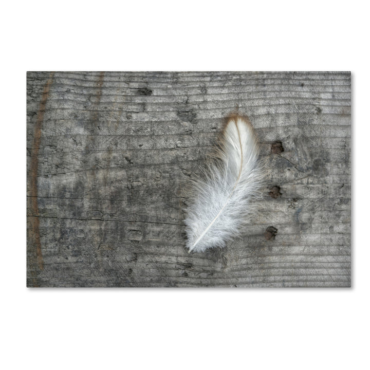 Cora Niele Feather on Rough Wood Canvas Art 16 x 24 Image 1