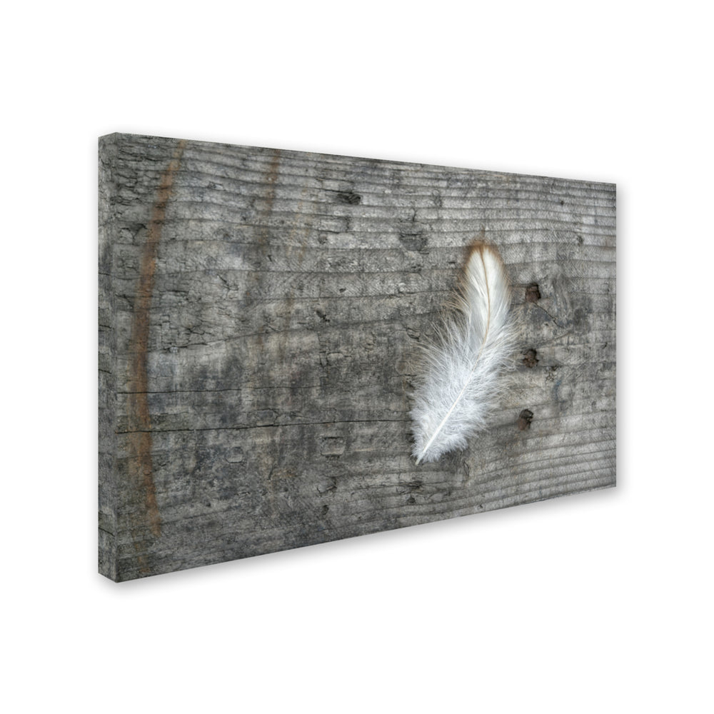 Cora Niele Feather on Rough Wood Canvas Art 16 x 24 Image 2