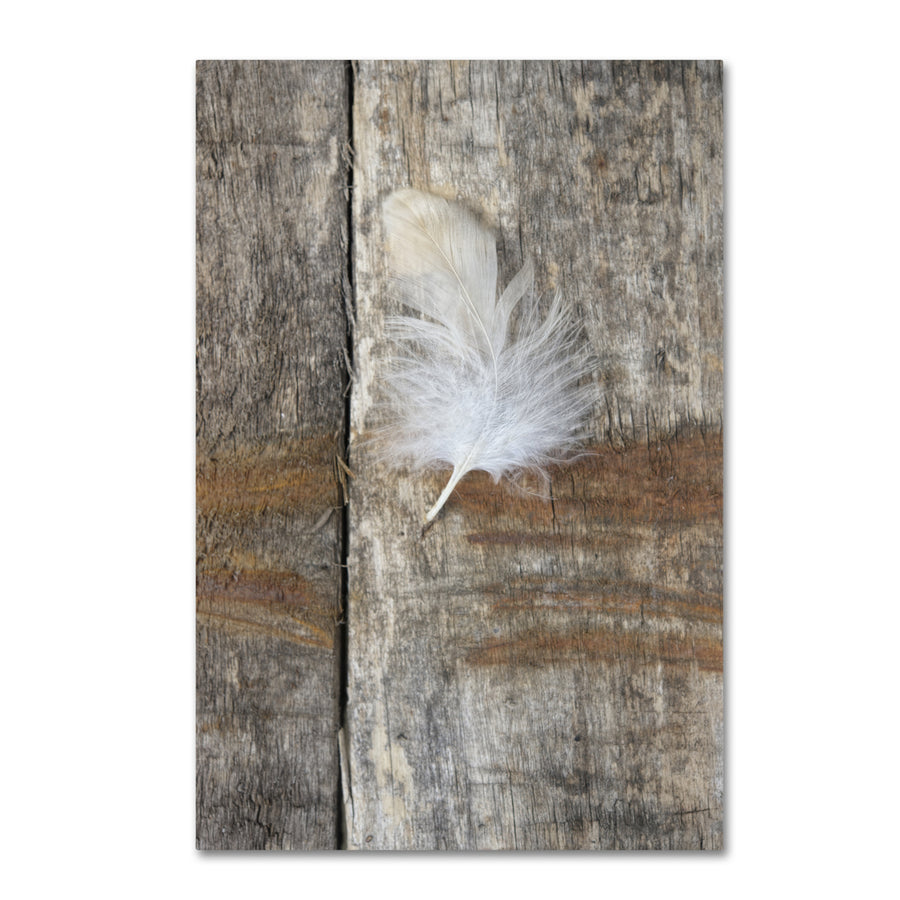 Cora Niele Feather on Wood I Canvas Art 16 x 24 Image 1