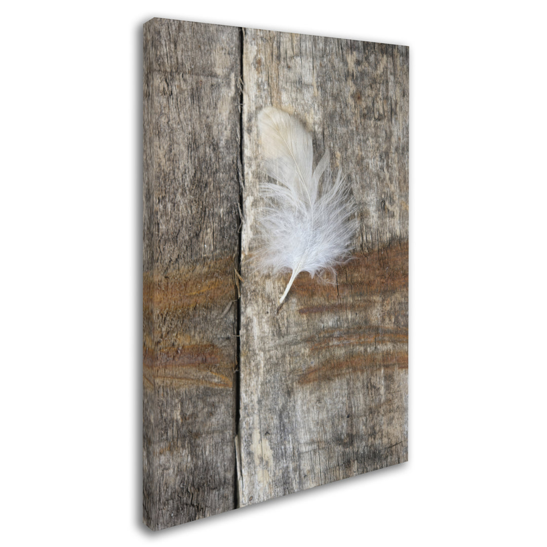 Cora Niele Feather on Wood I Canvas Art 16 x 24 Image 2