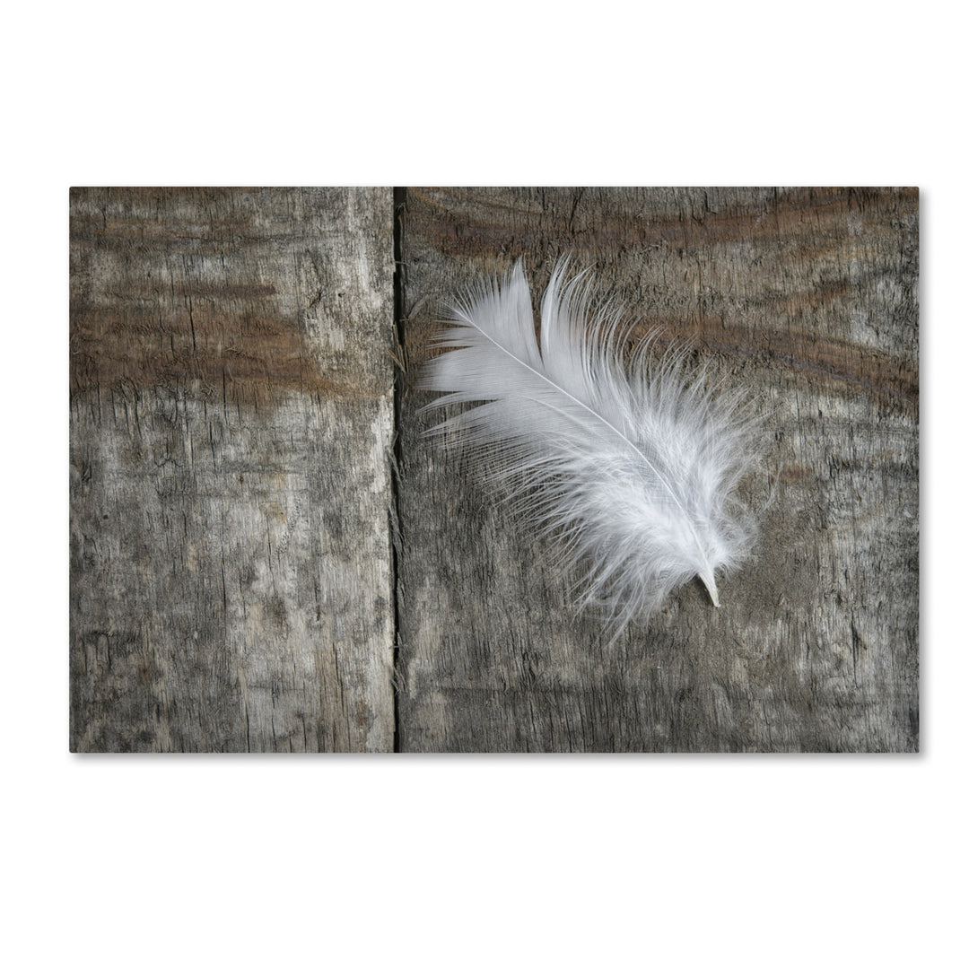 Cora Niele Feather on Wood II Canvas Art 16 x 24 Image 1