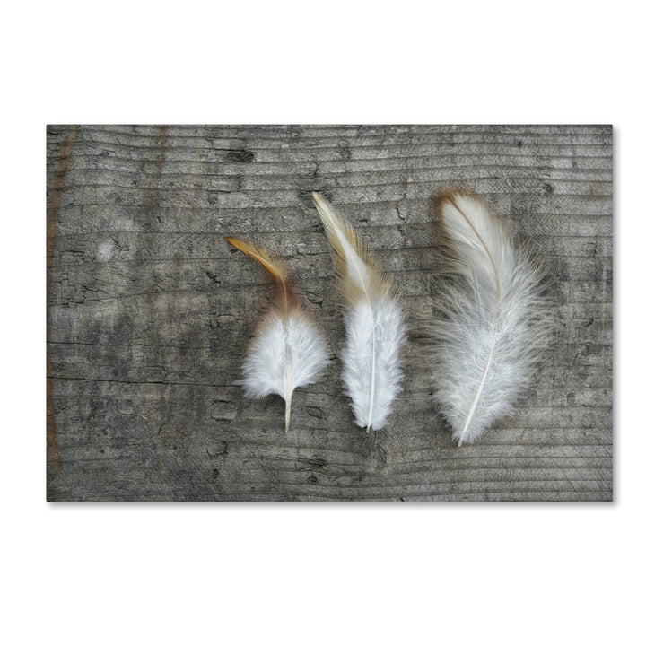 Cora Niele Three Feathers on Wood Canvas Art 16 x 24 Image 1