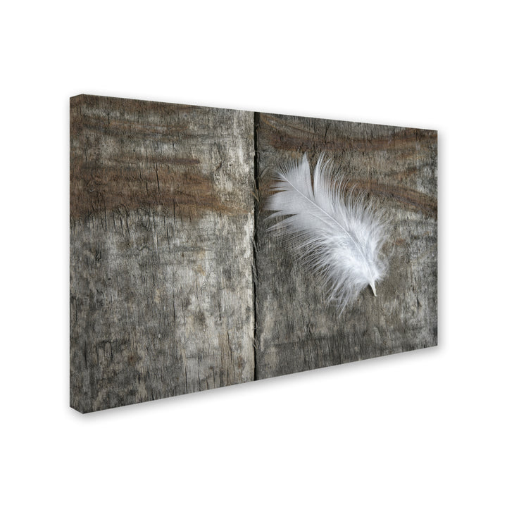 Cora Niele Feather on Wood II Canvas Art 16 x 24 Image 2