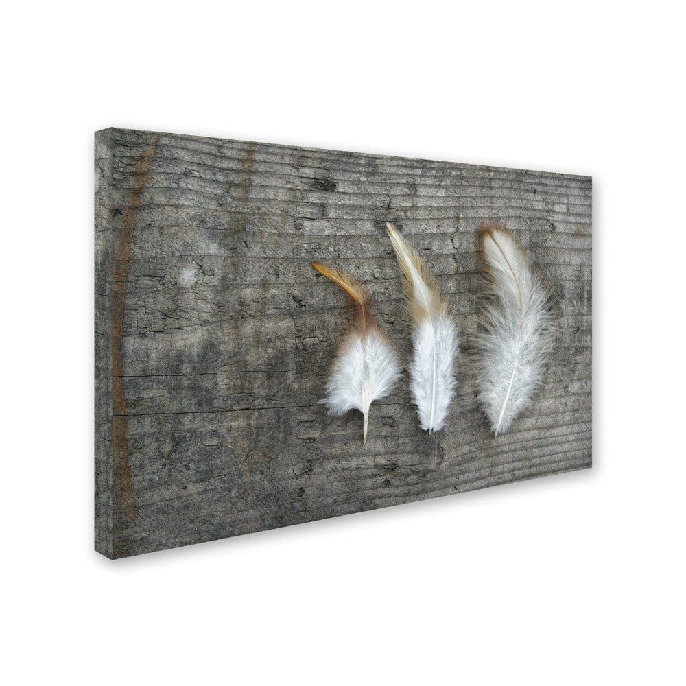 Cora Niele Three Feathers on Wood Canvas Art 16 x 24 Image 2