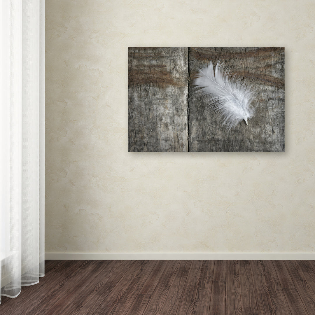 Cora Niele Feather on Wood II Canvas Art 16 x 24 Image 3