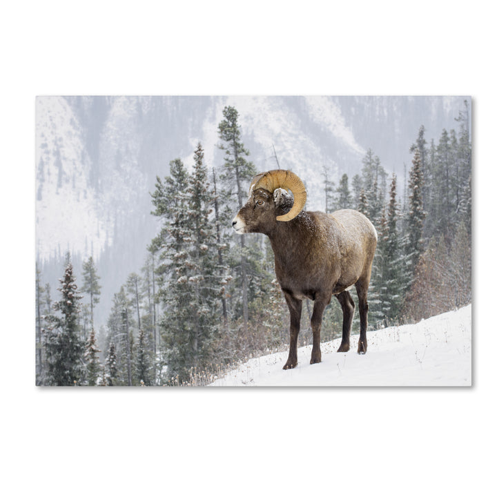 Michael Blanchette Photography Bighorn in Snow Canvas Art 16 x 24 Image 1